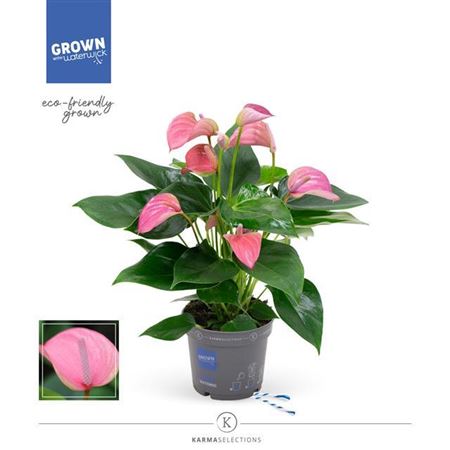 Flamingo Flower | Joli Pink | Potted Houseplants