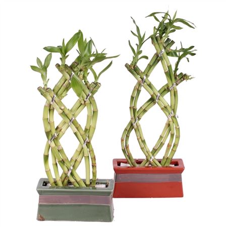 Lucky Bamboo