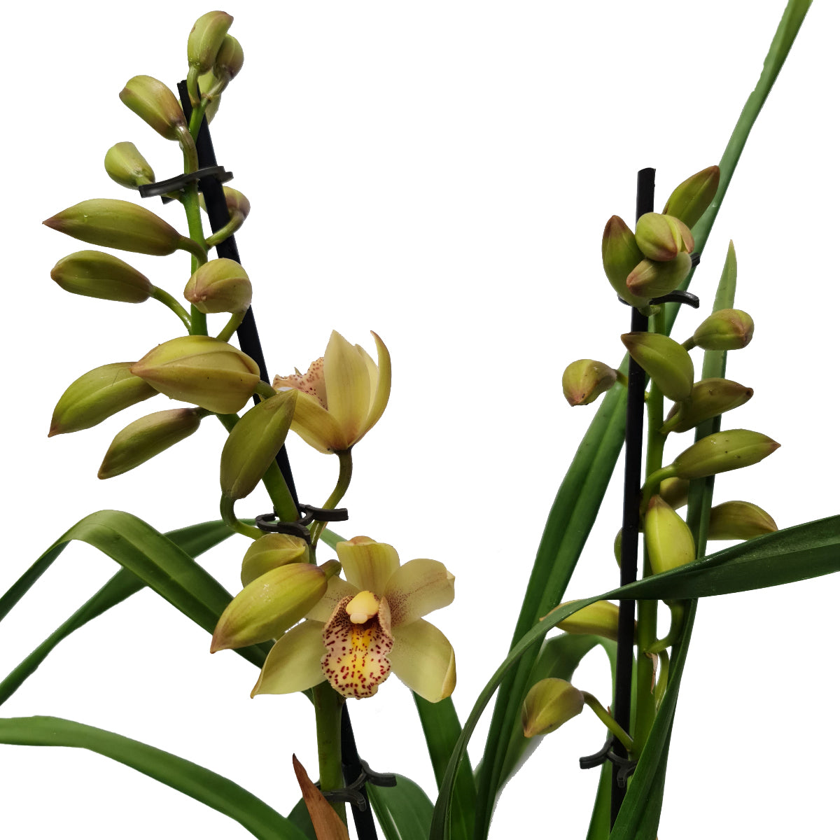 Cymbidium Orchid | Various Colours