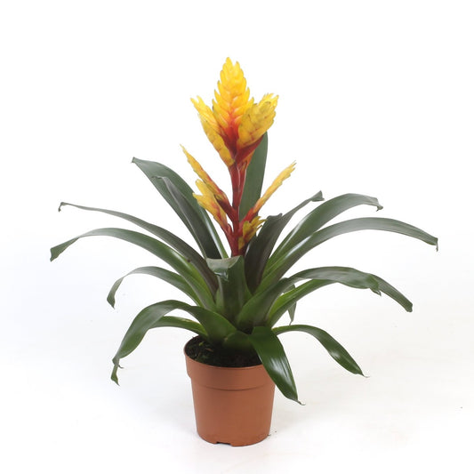 Vriesea Flaming Sword | Evita Yellow | Perfect Plants for Under £30