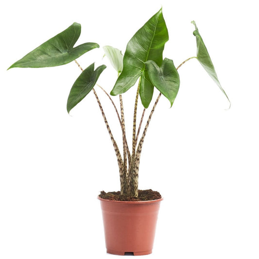 Elephant Ear | Zebrina | Potted Houseplants