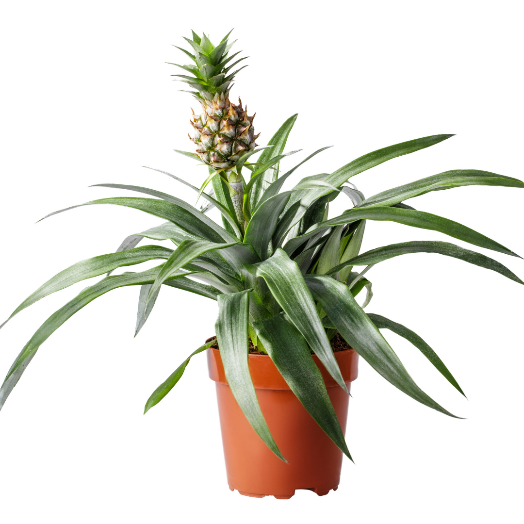 Pineapple Plant | Amigo