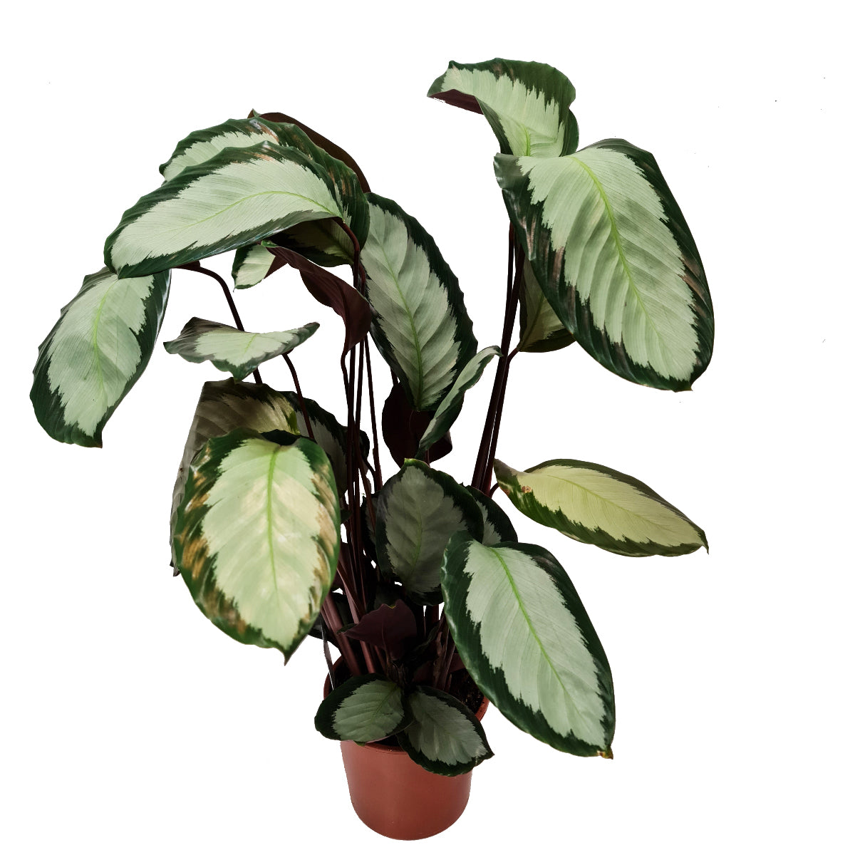 Prayer Plant | Argentea