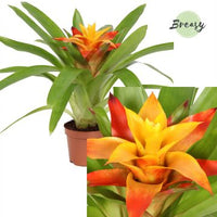 Bromeliad | Flava