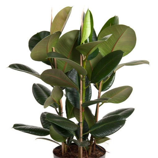 Rubber Plant | Robusta | Potted Houseplants