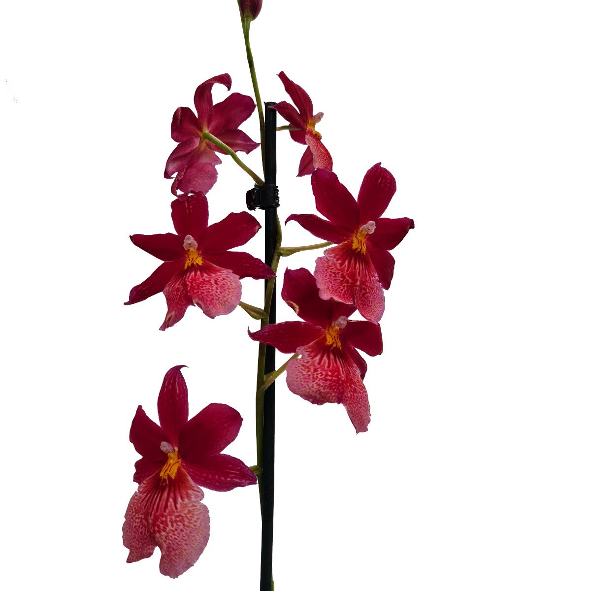 Burrageara Orchid | Nelly Isler Morelips