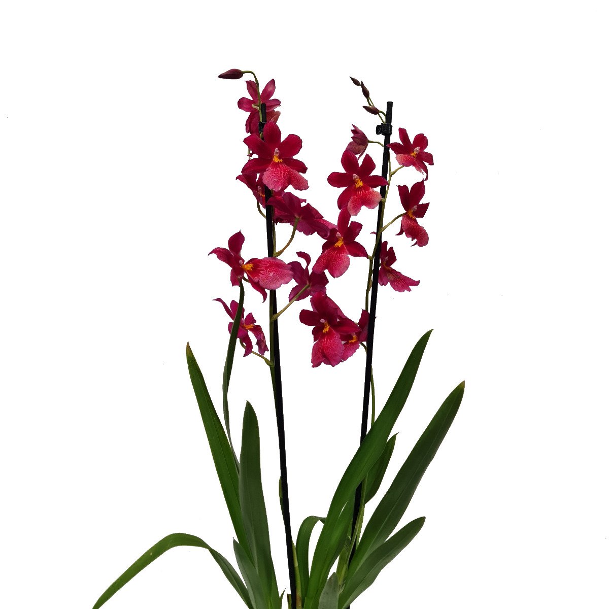 Burrageara Orchid | Nelly Isler