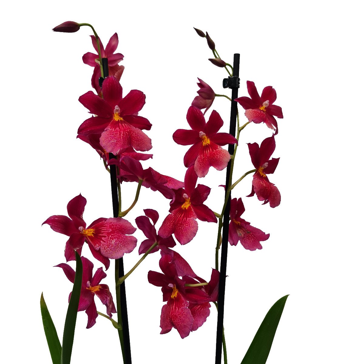 Burrageara Orchid | Nelly Isler