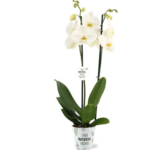 White Phalaenopsis Orchid | Dame Blanche