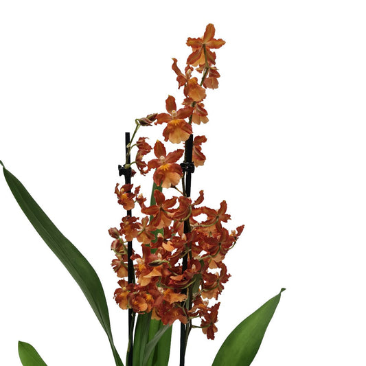 Cambria Orchid | Catatante Orange | Potted Houseplants