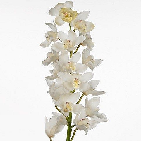 Cymbidium Orchid | Various Colours