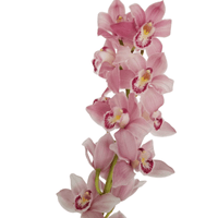 Pink Cymbidium Boat Orchid