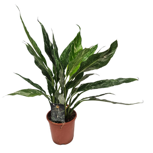 Peace Lily | Variegated Diamond | Perfect Plants for Under £30