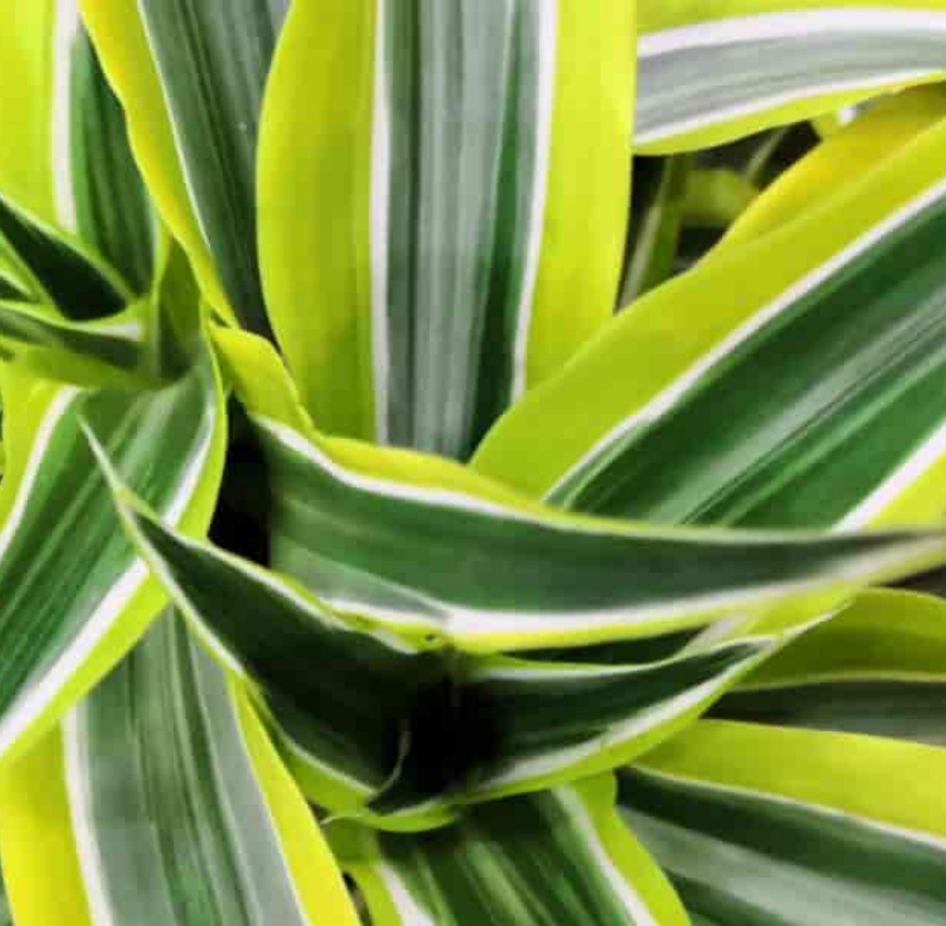 Dragon Tree | Lemon Lime