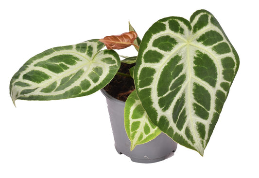 Crystal Anthurium | Silver Blush | Rare Plant | Easy Care Houseplants