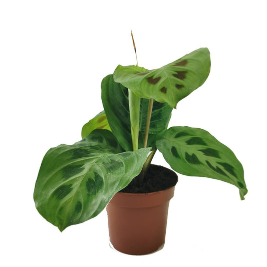 Prayer Plant | Rabbit's Foot | Perfect Plants for Under £50