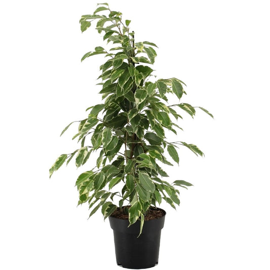 Weeping Fig | Golden King | Perfect Plants for Under £50