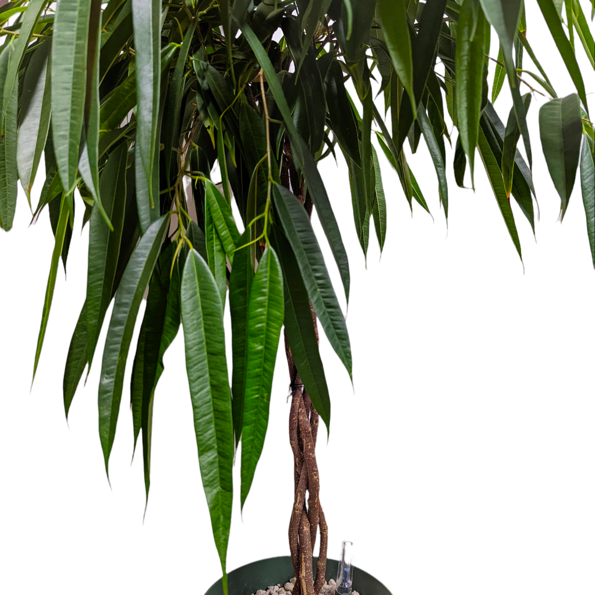 Ficus Alli