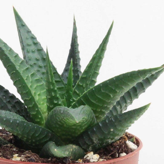 Zebra Cactus | Limafolia | Perfect Plants for Under £30