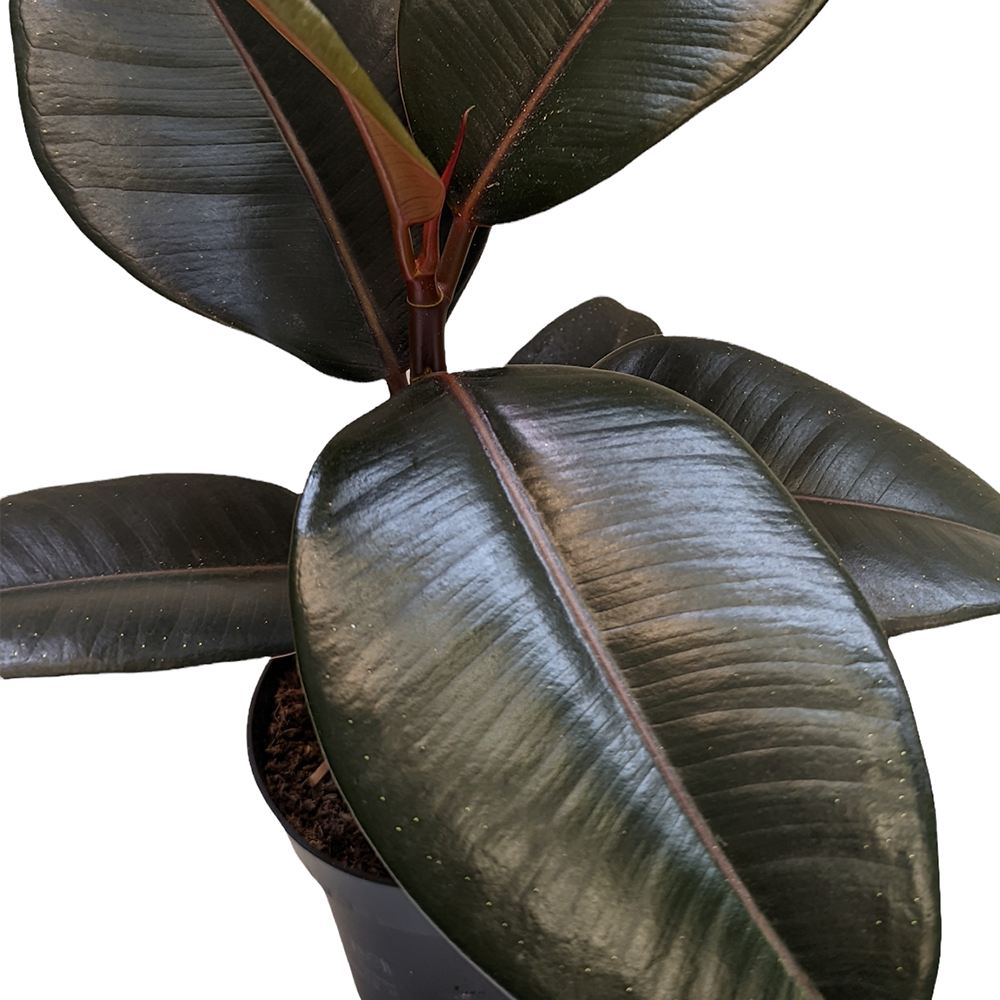 Rubber Tree | Abidjan