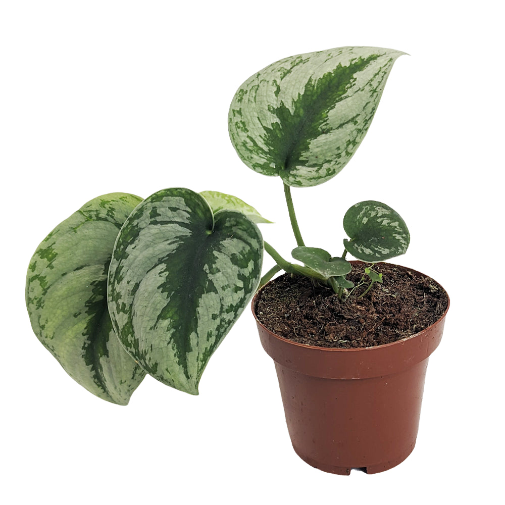 Satin Silver Pothos | Trebie