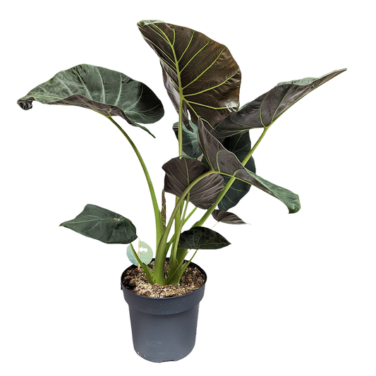 Alocasia Wentii | Potted Houseplants