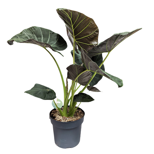 Alocasia Wentii | Perfect Plants for Under £30