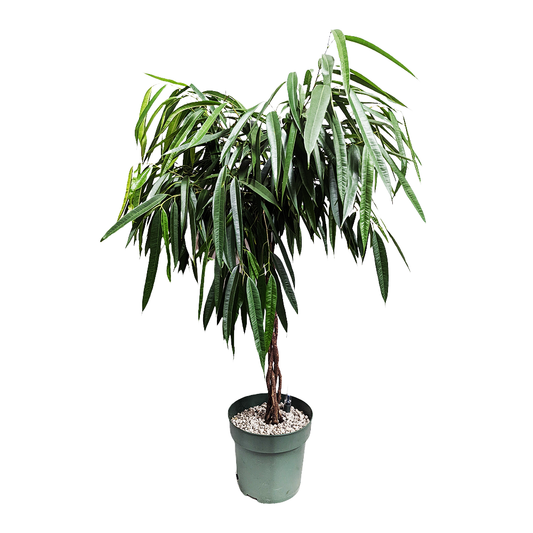 Ficus Alli | Potted Houseplants