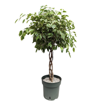 Twisted Weeping Fig | Golden King