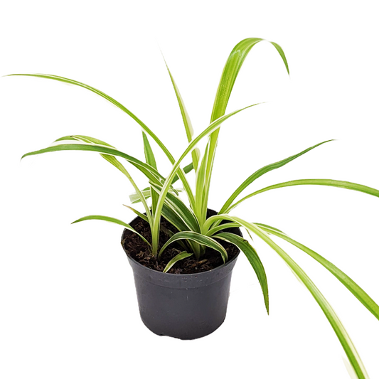 Spider Plant | Potted Houseplants