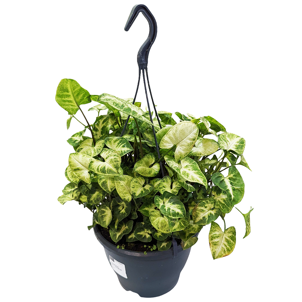 Arrowhead Vine | Pixie