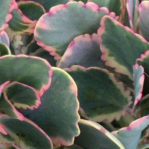 Variegated Lavender Scallops