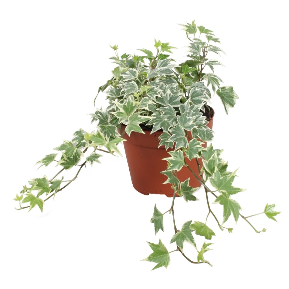 English Ivy | White Ripple