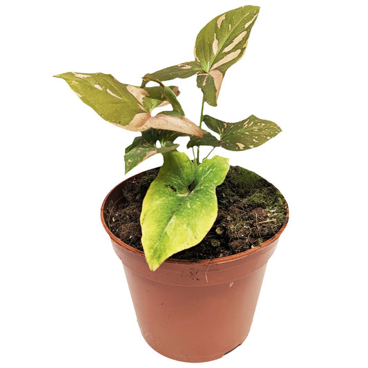 Arrowhead Vine | Pink Splash | Rare Plant | Potted Houseplants