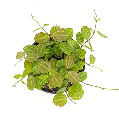 Ant Plant | Melon | Hard To Find | Potted Houseplants