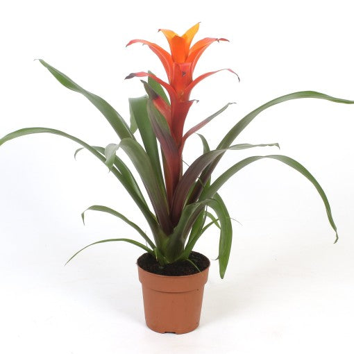 Flowering Guzmania | Jazz Orange | Houseplants & Indoor Plants On Sale