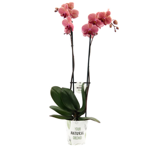 Phalaenopsis Orchid | Narbonne | Potted Houseplants