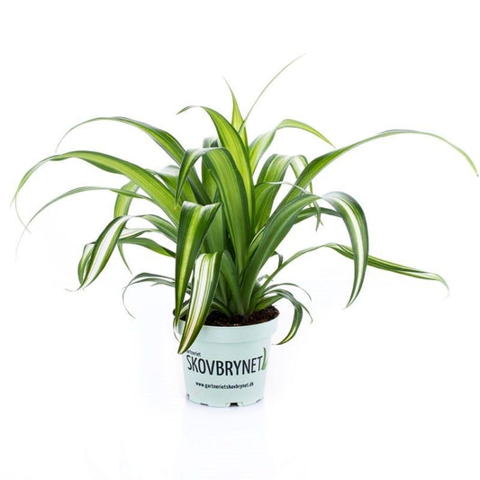 Spider Plant | Hawaiian | Potted Houseplants