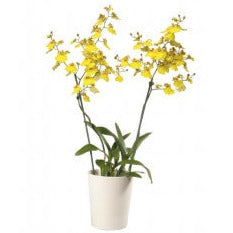 Butterfly Orchid | Honeybee