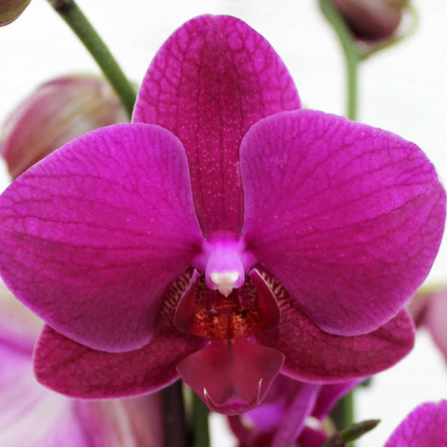 Phalaenopsis Orchid | Vivaldi