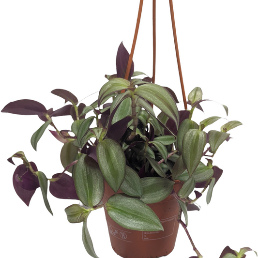 Wandering Dude | Zebrina | Potted Houseplants