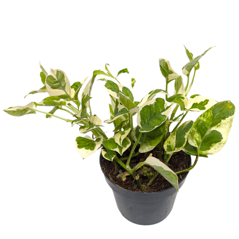 Pothos | Happy Leaf | N'joy