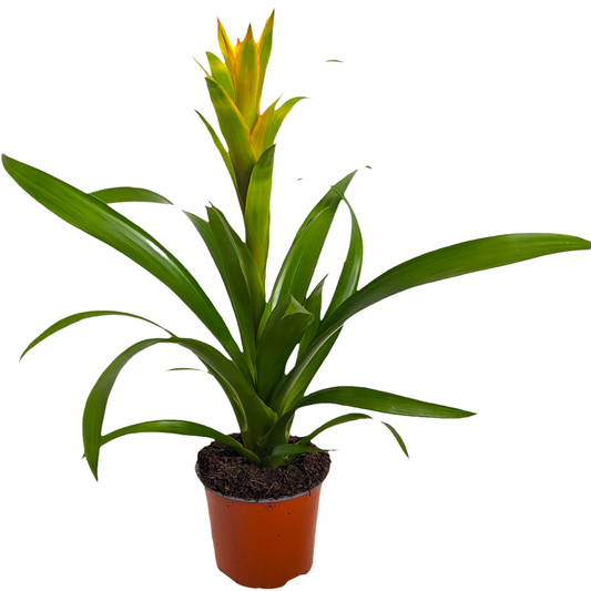 Bromeliad | Tropics | Potted Houseplants