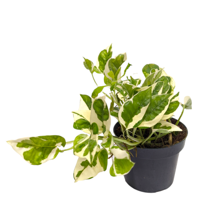 Pothos | Happy Leaf | N'joy