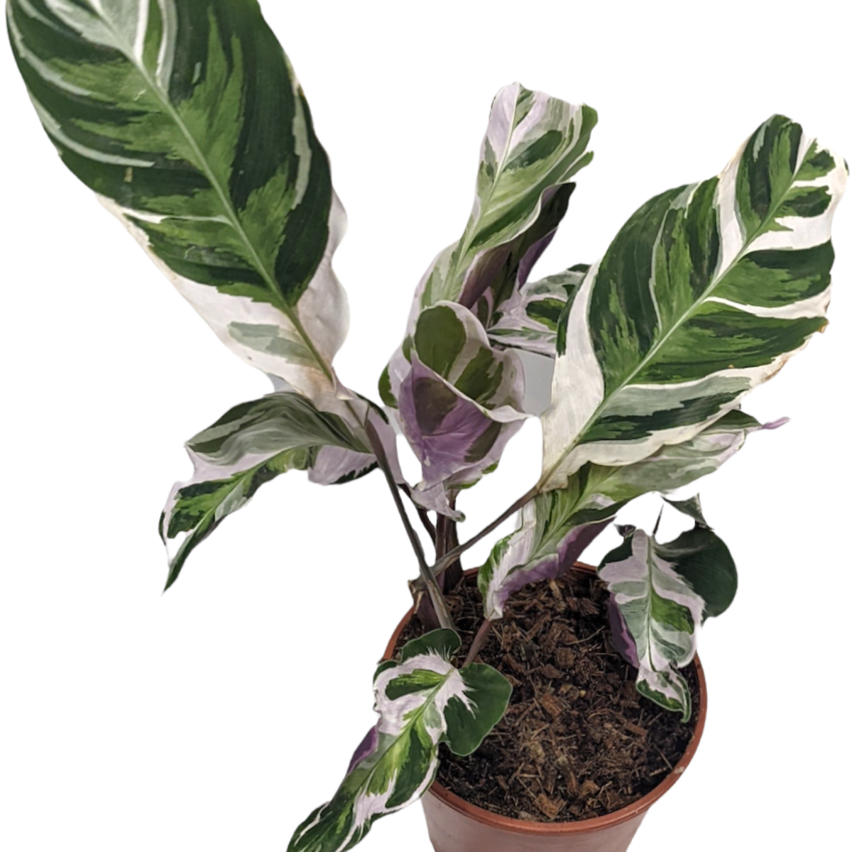 Prayer Plant | White Fusion | Rare Plant