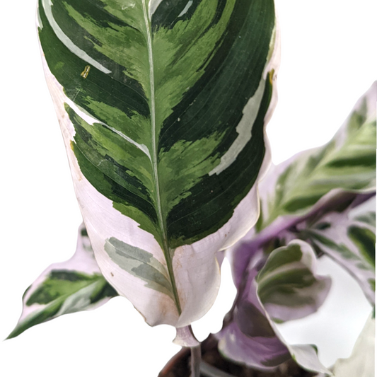 Prayer Plant | White Fusion | Rare Plant | Potted Houseplants