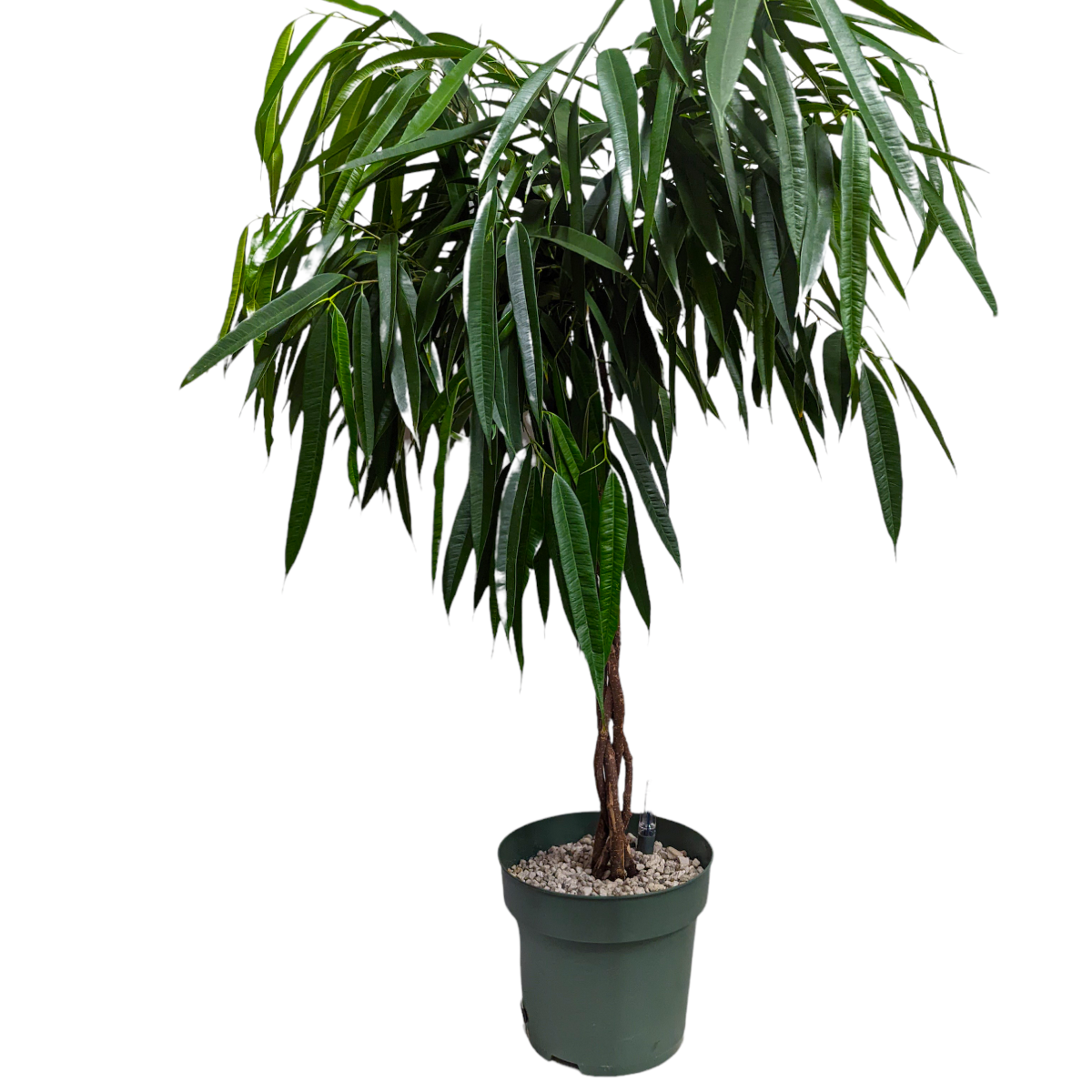 Ficus Alli