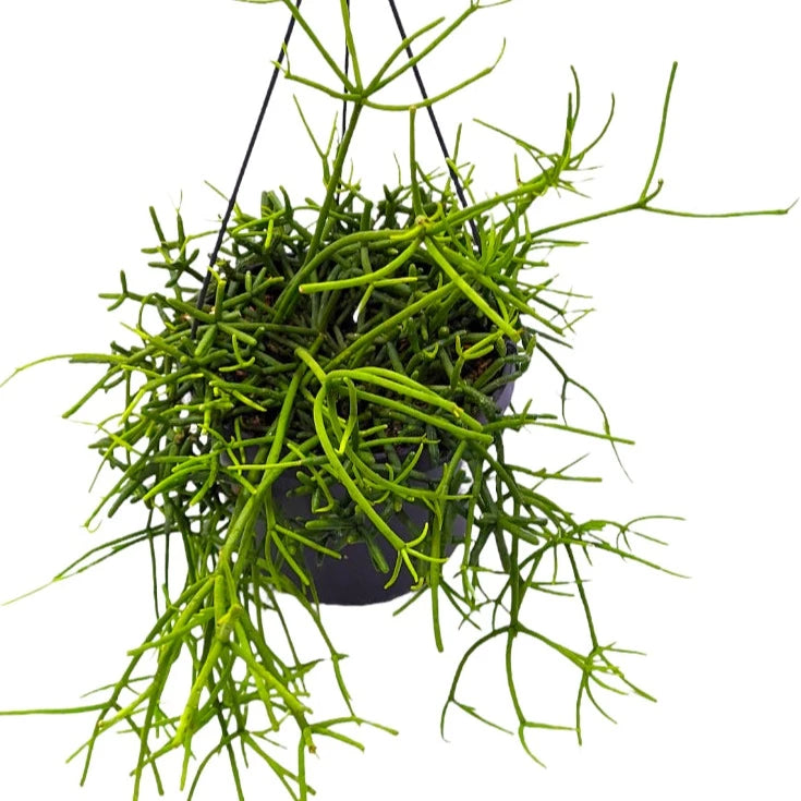 Mistletoe Cactus | Cassutha