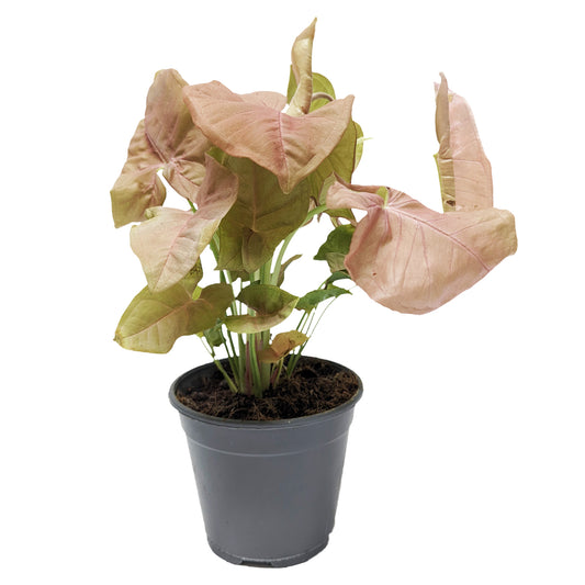 Pink Arrowhead Vine | Hard To Find | Potted Houseplants
