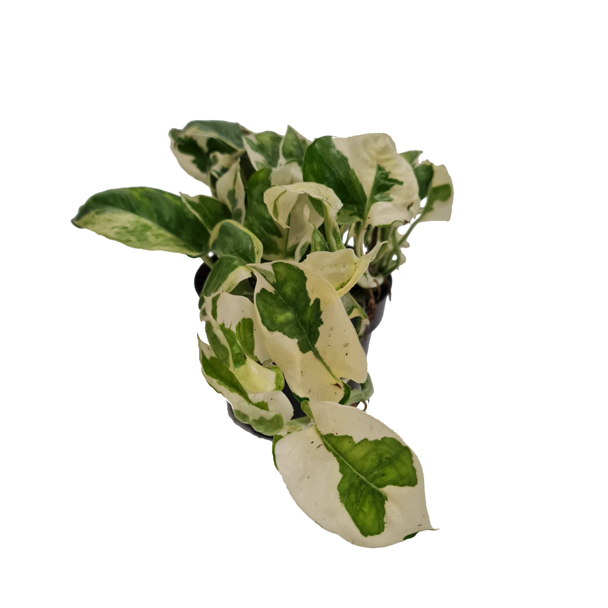 Pothos | Happy Leaf | N'joy